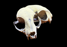 Load image into Gallery viewer, Artificial Hand Painted Conjoined Cat Skull