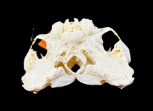 Load image into Gallery viewer, Artificial Conjoined Cat Skull