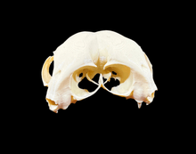 Load image into Gallery viewer, Artificial Conjoined Cat Skull