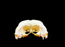 Load image into Gallery viewer, Artificial Conjoined Cat Skull