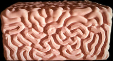 Load image into Gallery viewer, Brain Box