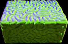 Load image into Gallery viewer, Alien Brain Box - Creatures And Cuties