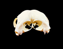 Load image into Gallery viewer, Artificial Conjoined Cat Skull
