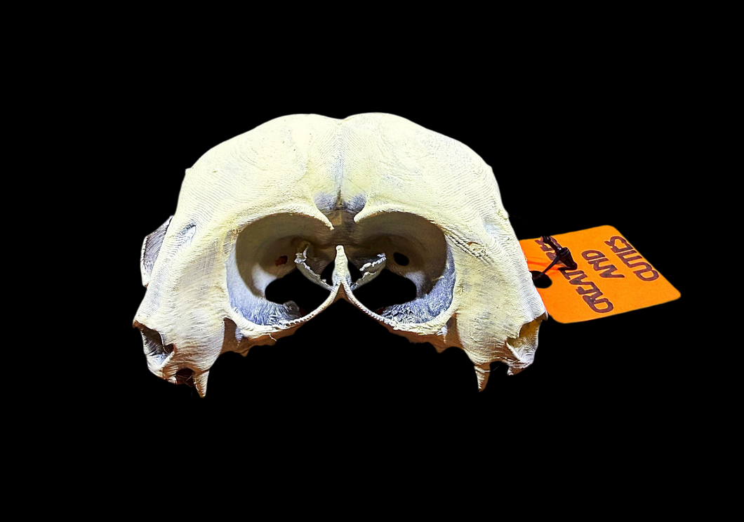 Artificial Hand Painted Conjoined Cat Skull